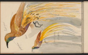 Großer Paradiesvogel af Carel Adolph Lion Cachet