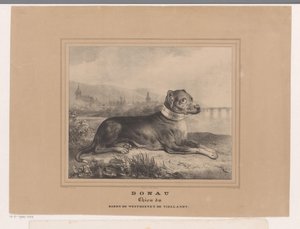 Hunde Donau Donau. Chien du Baron de Westreenen de Tiellandt (titel på objektet) af Carel Christiaan Antony Last