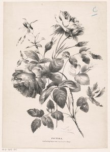 Twee rosen Pictura (serietitel på objekt) af Carel Christiaan Antony Last