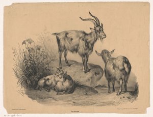 Fire geder Pictura (serietitel på objekt) af Carel Christiaan Antony Last