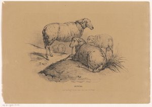 Fire får Pictura (serietitel på objekt) af Carel Christiaan Antony Last