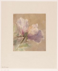 Visnet rose