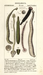 Fiskeigler og ferskvandsigler: Branchiobdellida 1, Pontobdella spinosa 2, Whitmania laevis 3, Hirudo vittata 4, Piscicola geometra 5, Ichthyobdella geometra 5, Geobdella trochetii 6