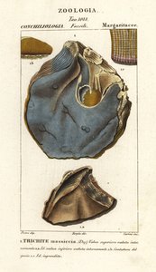 Fossil af uddøde østersarter, Trihites plati