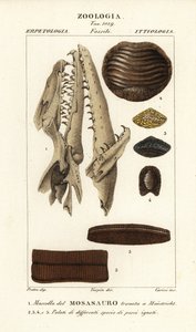 Fossilt kranie af en uddød Mososaurus fundet ved Maastricht 1, og ganer af uddøde fisk 2-5