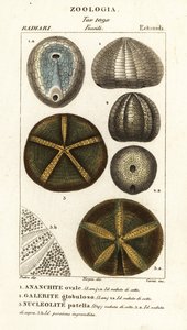Fossiler af uddøde søpindsvin: Echinocorys (Ananchites) 1, Galerites globulosus 2 og Nucleolites patella 3