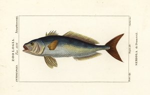 Større ravjack, Seriola dumerili, Seriola di Dumeril