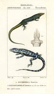 Jungle-runner, Ameiva ameiva,, Lucertola ameiva 1 og golden tegu, Tupinambis teguixin, Safeguard of America