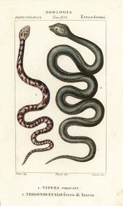 Ringhalset spyttekobra, Hemachatus haemachatus 1, og Martinique lancehead, Bothrops lanceolatus 2