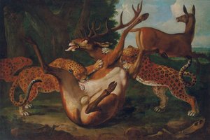 Leoparder angriber hjorte i et landskab