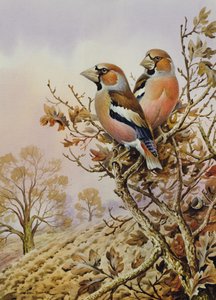 Et par bogfinker af Carl Donner