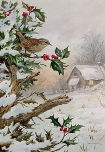 Wren i Hollybush ved et sommerhus
