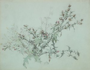 Studie af en blomstrende tidsel, 1846. af Carl Georg Anton Graeb