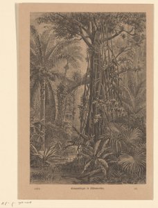 onde ansigt Tree Shrikes i Sydamerika (titel på objekt) af Carl Gottlob Specht