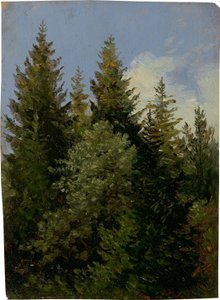 Graner af Carl Gustav Carus