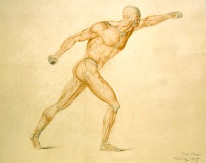 Anatomisk muskulatur af en mand i fuld stræk af Carl Haag