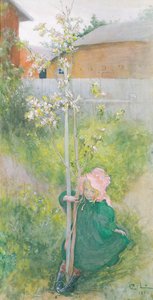 Æbleblomst, 1894 af Carl Larsson