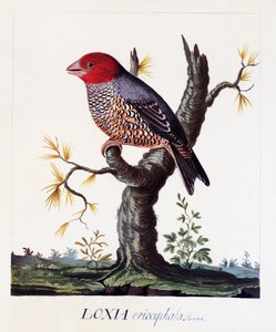 Loxia erythrocephala (Amadina erythrocephala), rødhovedet finke, akvarel af Carl Linnaeus