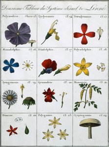 Anden tabel over Linnean Plants seksuelle system af Carl Linnaeus