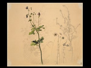 Akelei, marguerit, hvidløgskarse og mandro