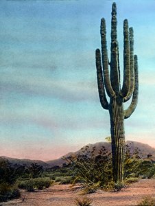 USA, Arizona, Kæmpekaktus i Sonora-ørkenen, billeddato: ca. 1920. Carl Simon-arkivet af Carl Simon