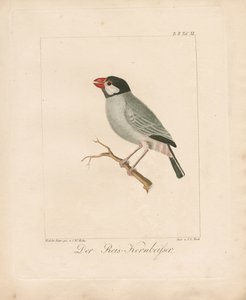 Java-risfinken (håndkoloreret litografi) af Carl Wilhelm Hahn