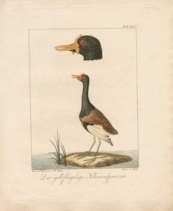 Den gulvingede Jacana (håndkoloreret litografi) af Carl Wilhelm Hahn