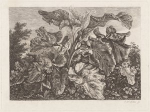 Planteundersøgelse med burre af Carl Wilhelm Kolbe
