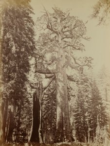 Grizzly-kæmpen, Mariposa Grove af Carleton E. Watkins