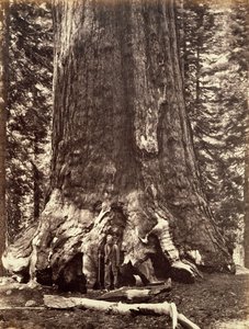 Basen af Grizzly Giant, Giant Sequoia tree, Yosemite, Californien, 1868