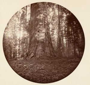 Empire State. C. Grove, ca. 1878. af Carleton Emmons Watkins