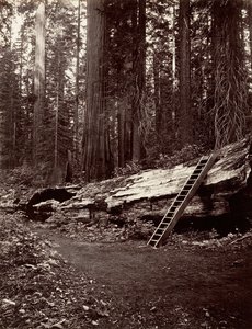 Skovens Fader, 1865-66, trykt ca. 1876.