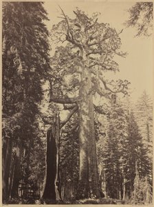 Grizzly Giant, Mariposa Grove,1861 (foto)