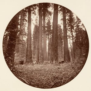 James King of William. Keyston State osv. Calaveras Grove, ca. 1878. af Carleton Emmons Watkins