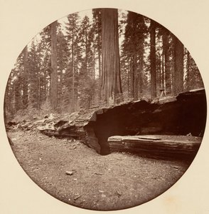 Mammoth Three Grove Hotel Calaveras Co Cal., ca. 1878. af Carleton Emmons Watkins