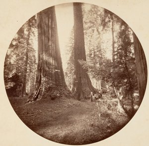 Old Dominion og Onkel Toms Tavern. Calaveras Grove, ca. 1878.