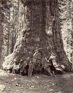 Sektion af Grizzly Giant, 101 fods omkreds, 1865-66, trykt ca. 1876. af Carleton Emmons Watkins