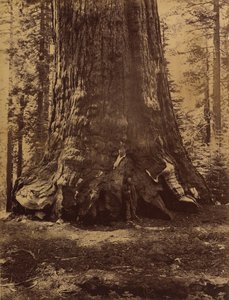 Sektion af Grizzly Giant med Galen Clark, Mariposa Grove, Yosemite, 1865-66.