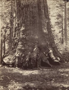 Sektion af Grizzly Giant med Galen Clark, Mariposa Grove, Yosemite, 1865-66, trykt ca. 1876.