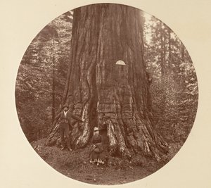 Empire State - C. Grove, ca. 1878. af Carleton Emmons Watkins
