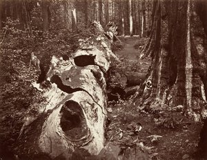 Skovens fader, 112 fods omkreds, Calaveras Grove, 1865-66, trykt ca. 1876. af Carleton Emmons Watkins
