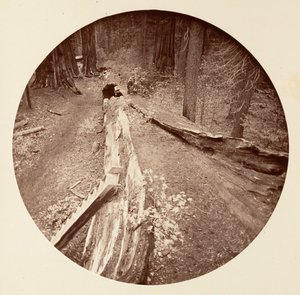 The Father of the Forest 450 Ft Long, C. Grove, ca. 1878. af Carleton Emmons Watkins