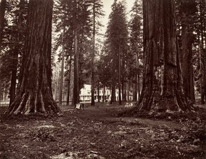 Hotellet fra Mammoth Grove, ca. 1872, trykt ca. 1876. af Carleton Emmons Watkins