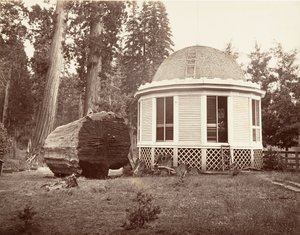 Huset bygget over stubben af et stort træ, 1865-66, trykt ca. 1876. af Carleton Emmons Watkins