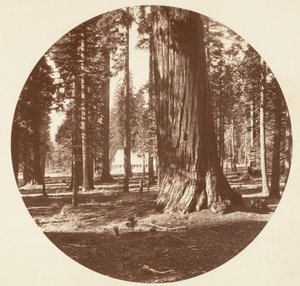 Mammoth Grove Hotel fra Grove - Calaveras, ca. 1878. af Carleton Emmons Watkins