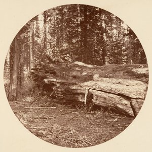 The Miners Cabin - Calaveras Grove, ca. 1878. af Carleton Emmons Watkins