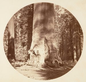 Skovens Moder - Calaveras Grove, ca. 1878. af Carleton Emmons Watkins