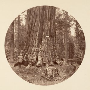 Skovens stolthed - Calaveras Grove, ca. 1878. af Carleton Emmons Watkins