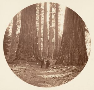 De tre nåder set gennem Bryant og Seward Calaveras Grove, ca. 1878. af Carleton Emmons Watkins