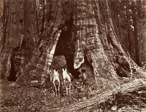 Stativet, 94 fods omkreds, 1865-66, trykt ca. 1876. af Carleton Emmons Watkins